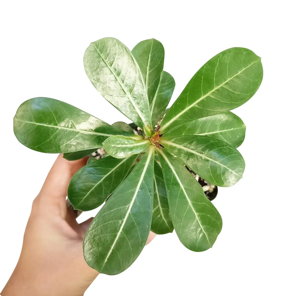 Adenium Obesum Desert Rose - Image 8