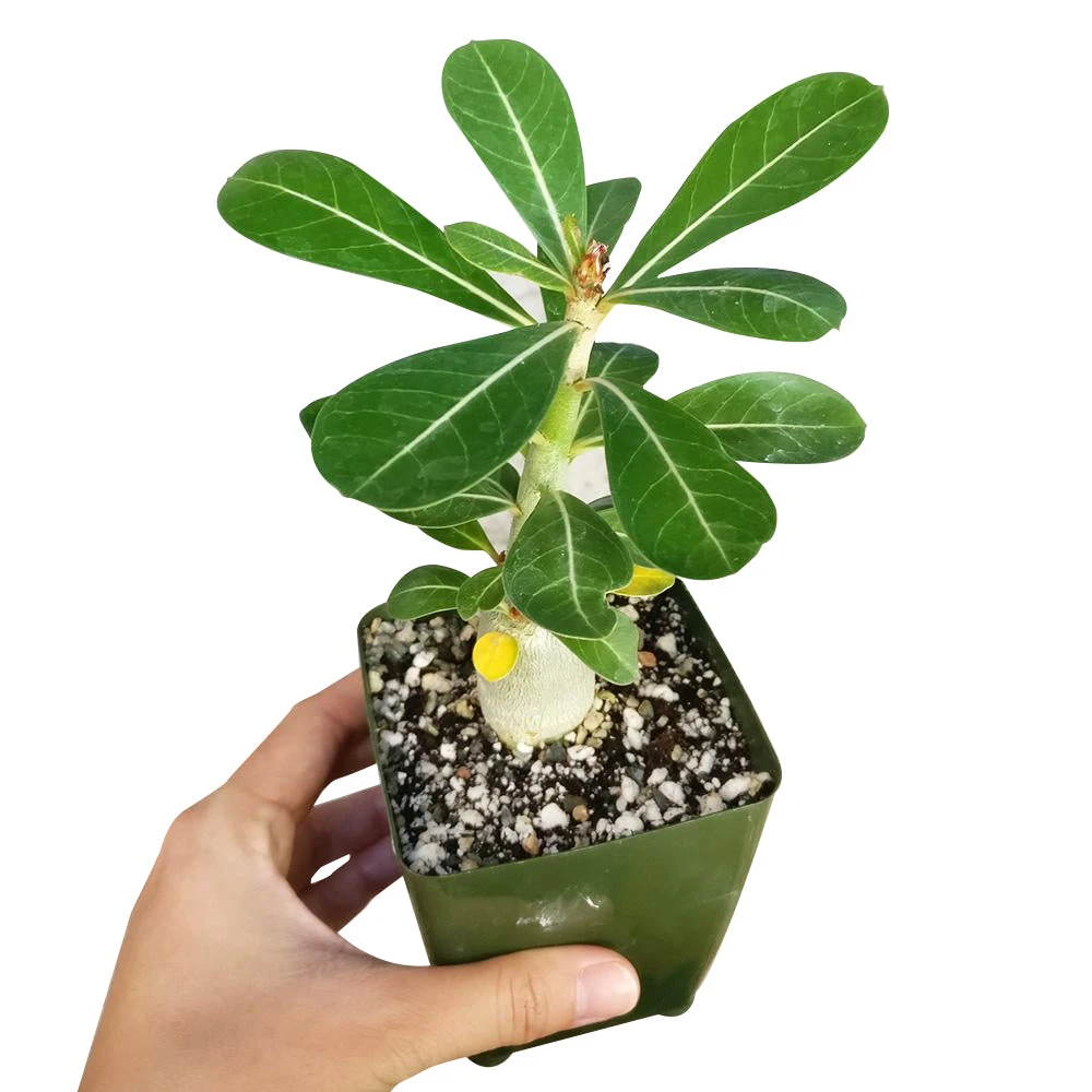 Adenium Obesum Desert Rose - Image 7