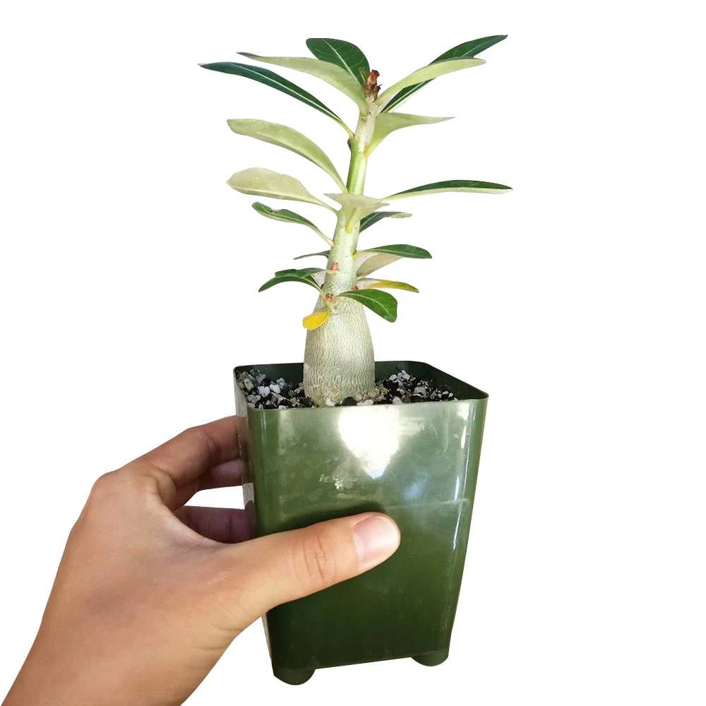 Adenium Obesum Desert Rose - Image 5