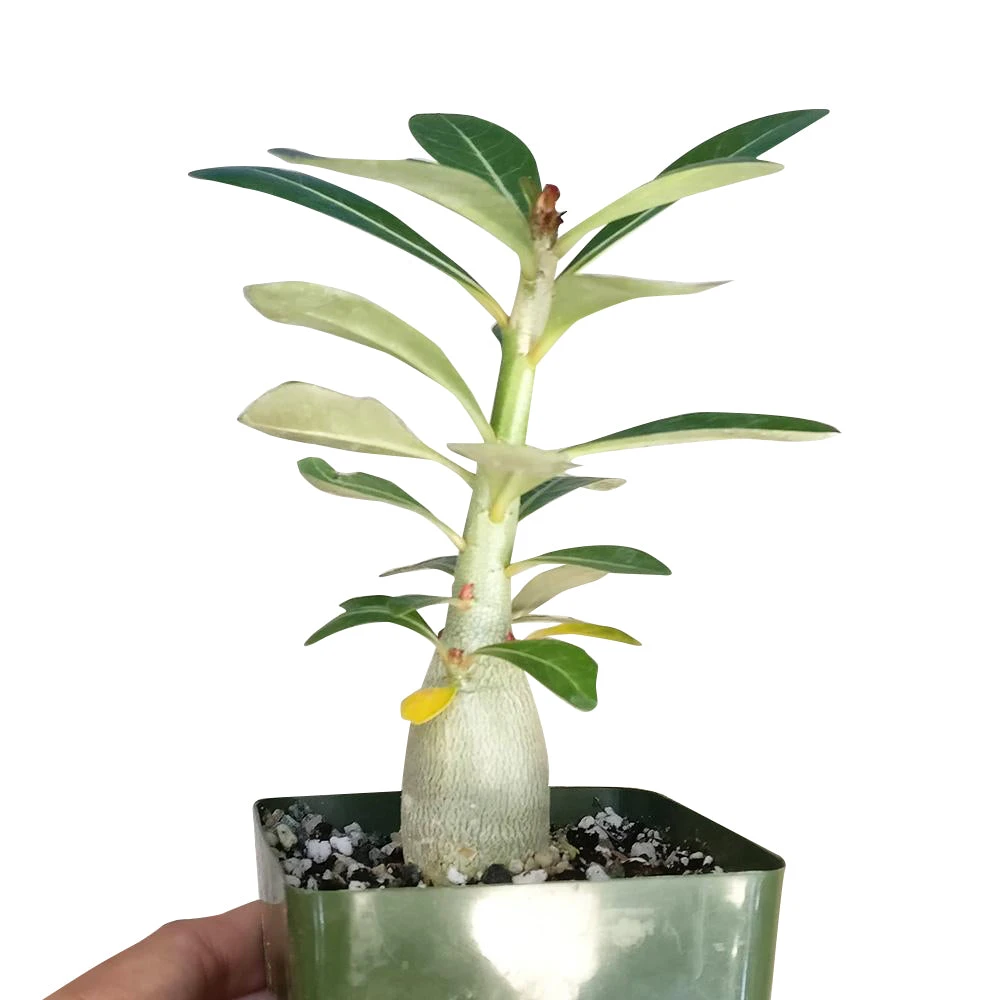 Adenium Obesum Desert Rose - Image 4