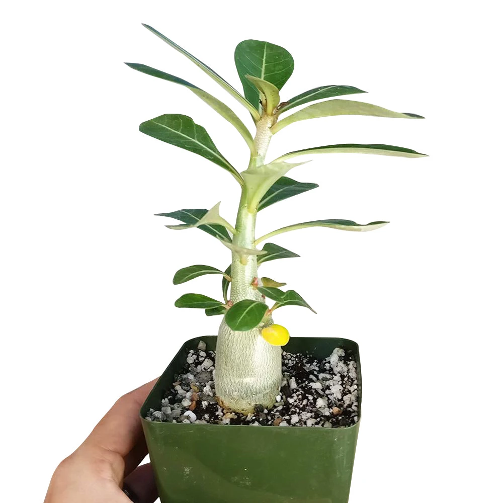 Adenium Obesum Desert Rose - Image 3