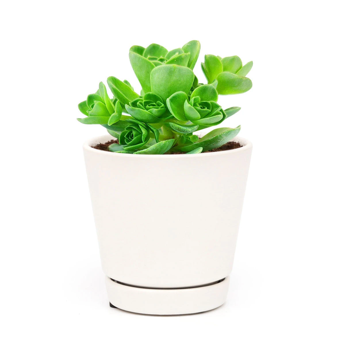 Aeonium Aureum Green Mountain Rose - Image 10