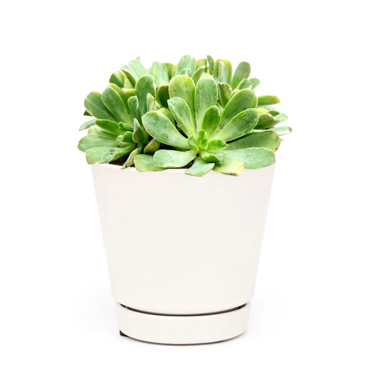 Aeonium Emerald Ice - Image 15