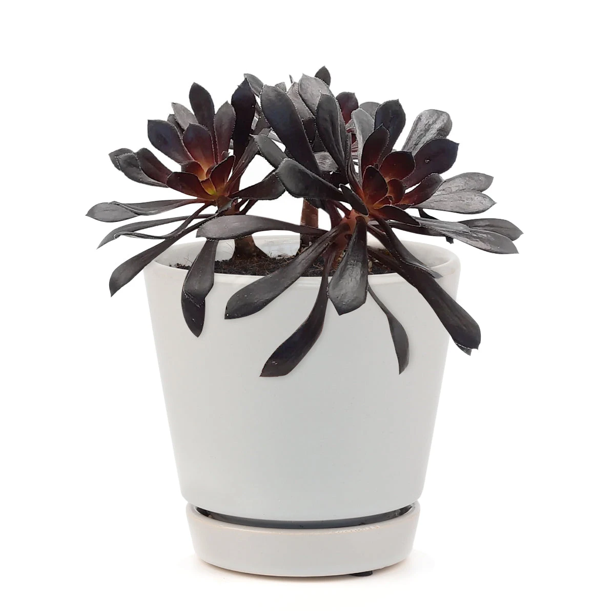 Aeonium Black Rose Zwartkop - Image 16