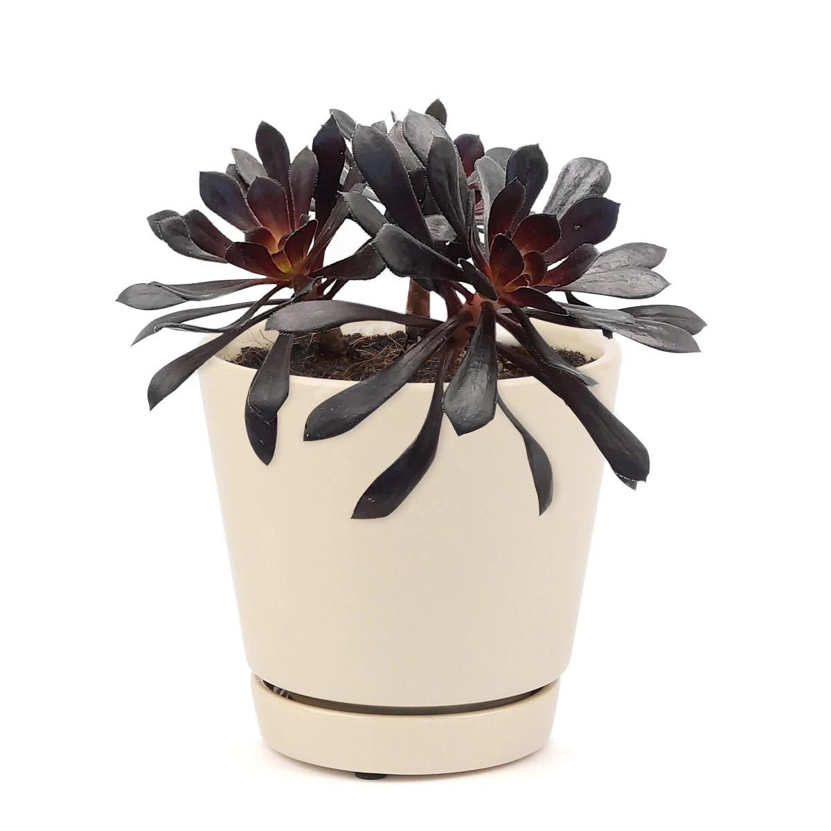 Aeonium Black Rose Zwartkop - Image 17
