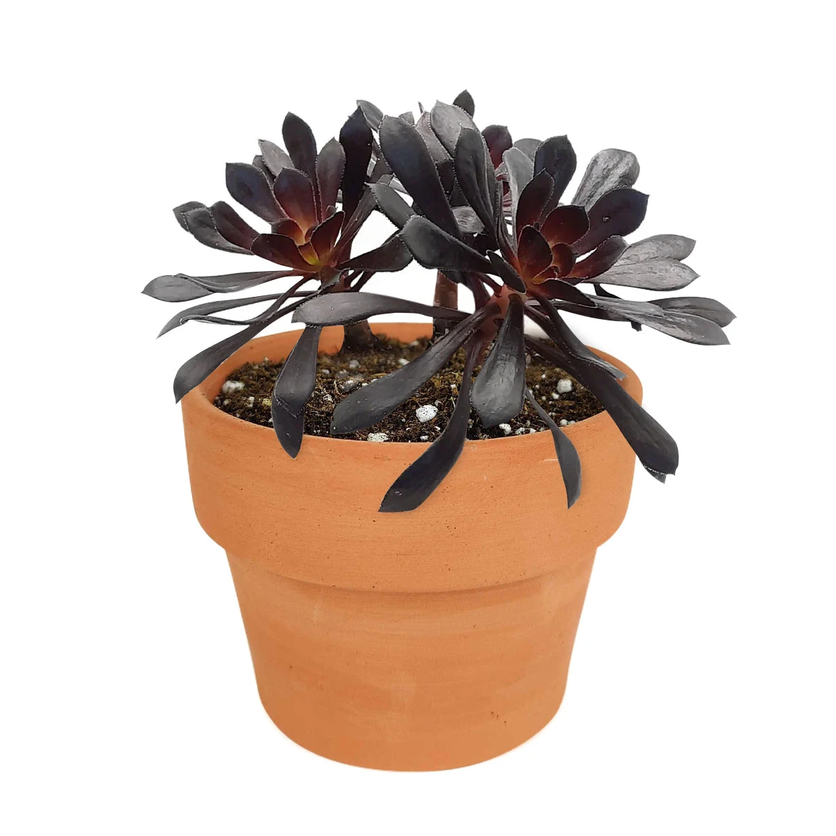 Aeonium Black Rose Zwartkop - Image 18