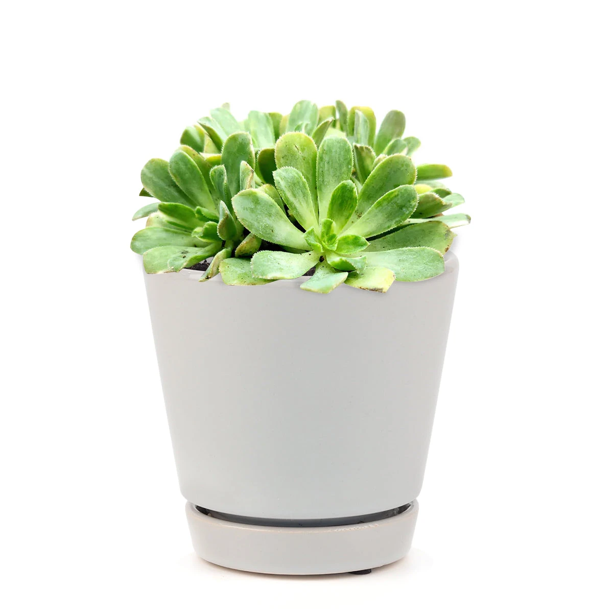 Aeonium Emerald Ice - Image 17