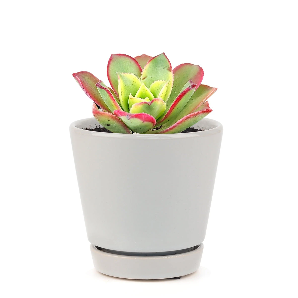 Aeonium Kiwi Haworthii - Image 19