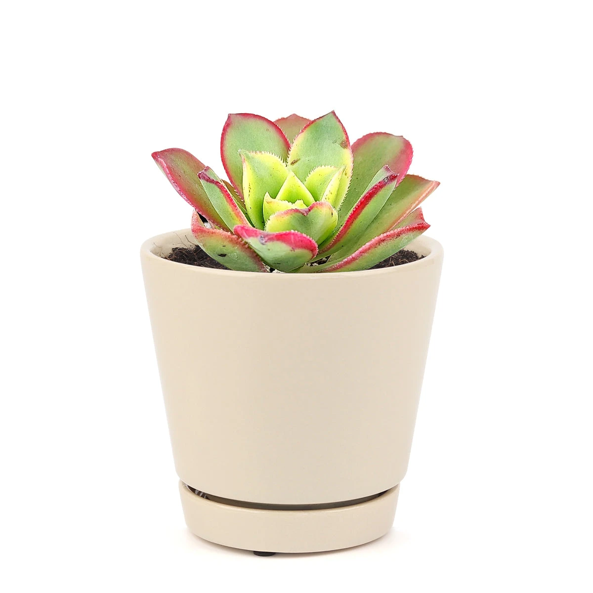 Aeonium Kiwi Haworthii - Image 20