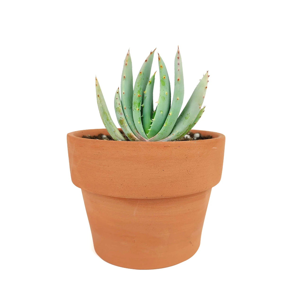 Aloe Peglerae - Image 4