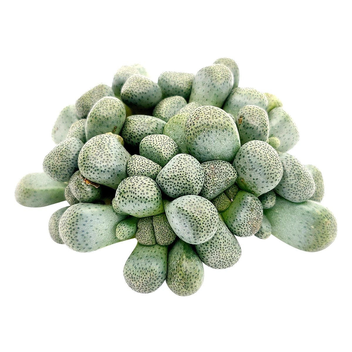 Aloinopsis Schooneesii - Image 4