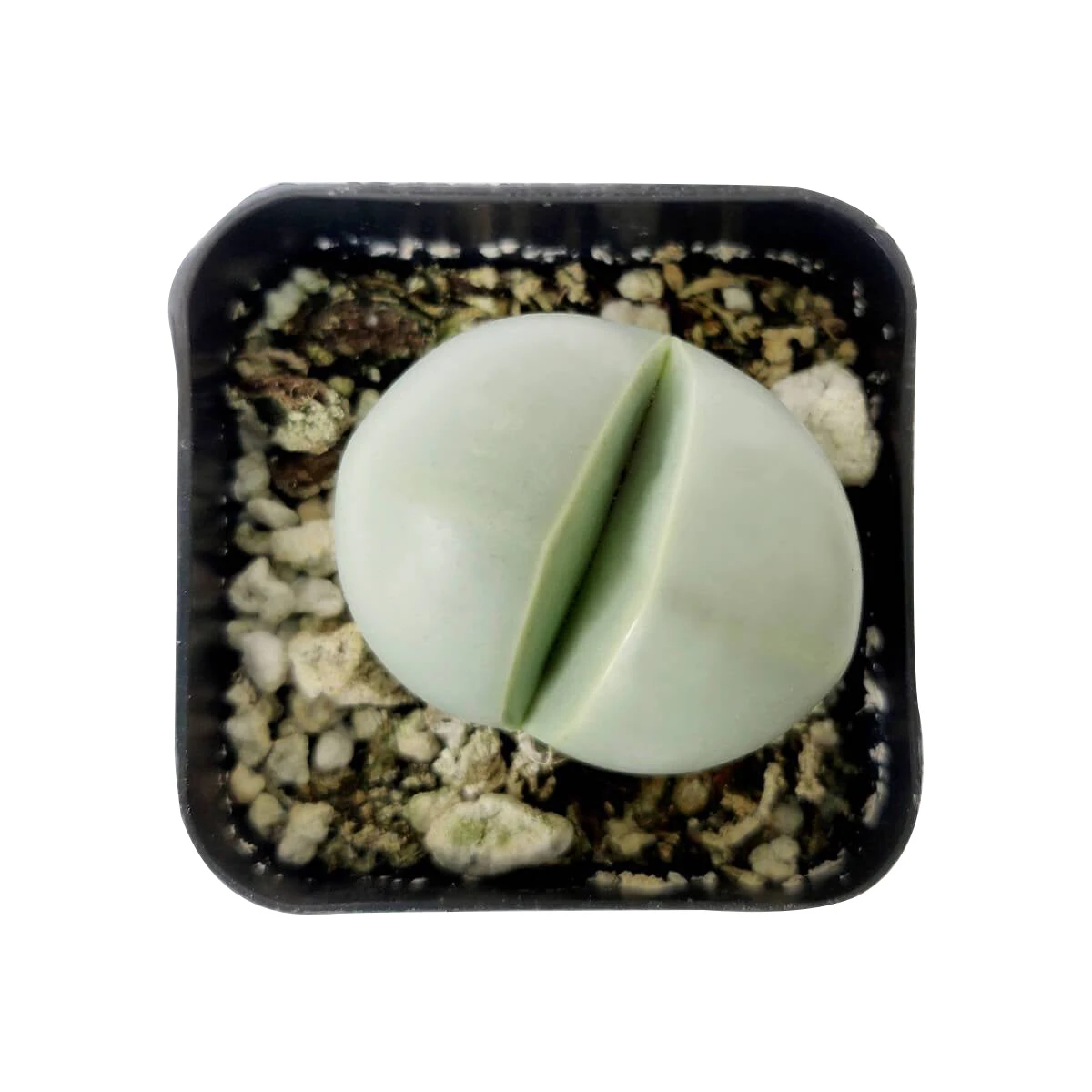 Argyroderma Pearsonii - Image 4