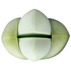 Argyroderma Pearsonii