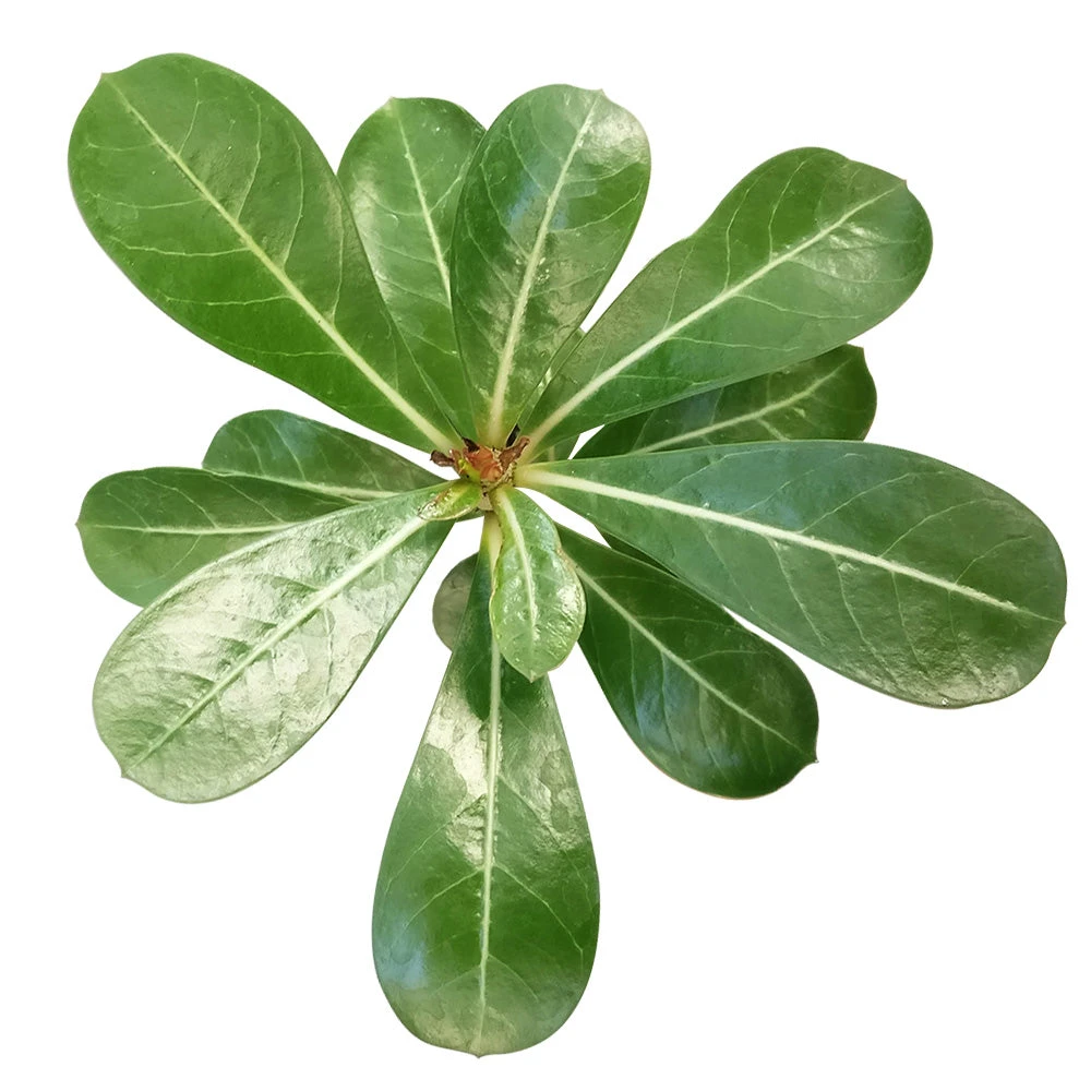 Adenium Obesum Desert Rose - Image 2