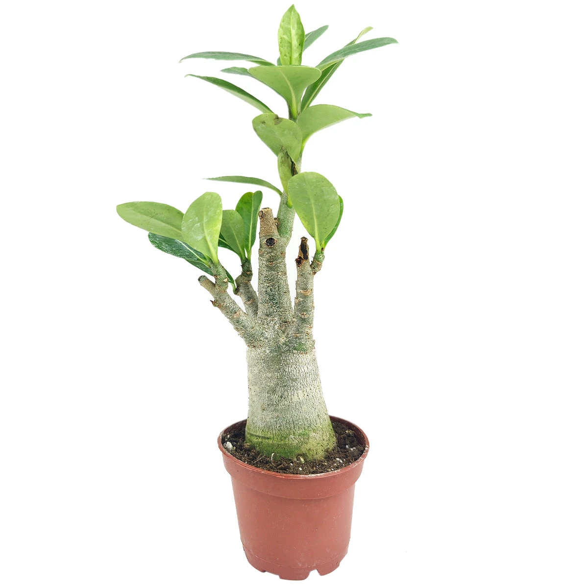 Adenium Obesum Desert Rose - Image 10