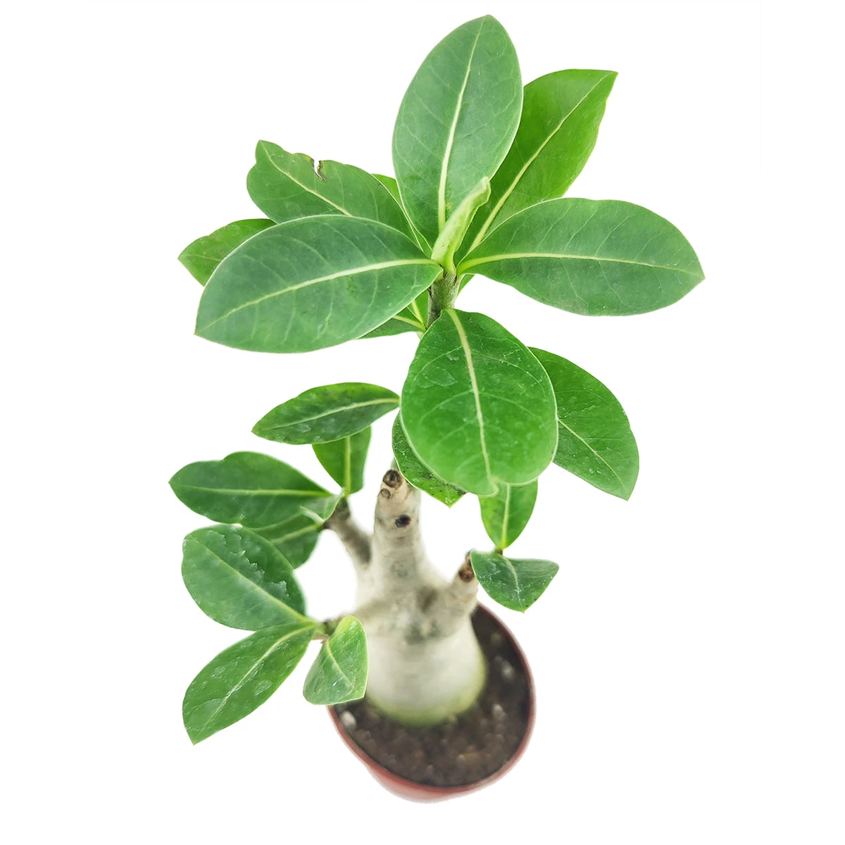 Adenium Obesum Desert Rose - Image 11