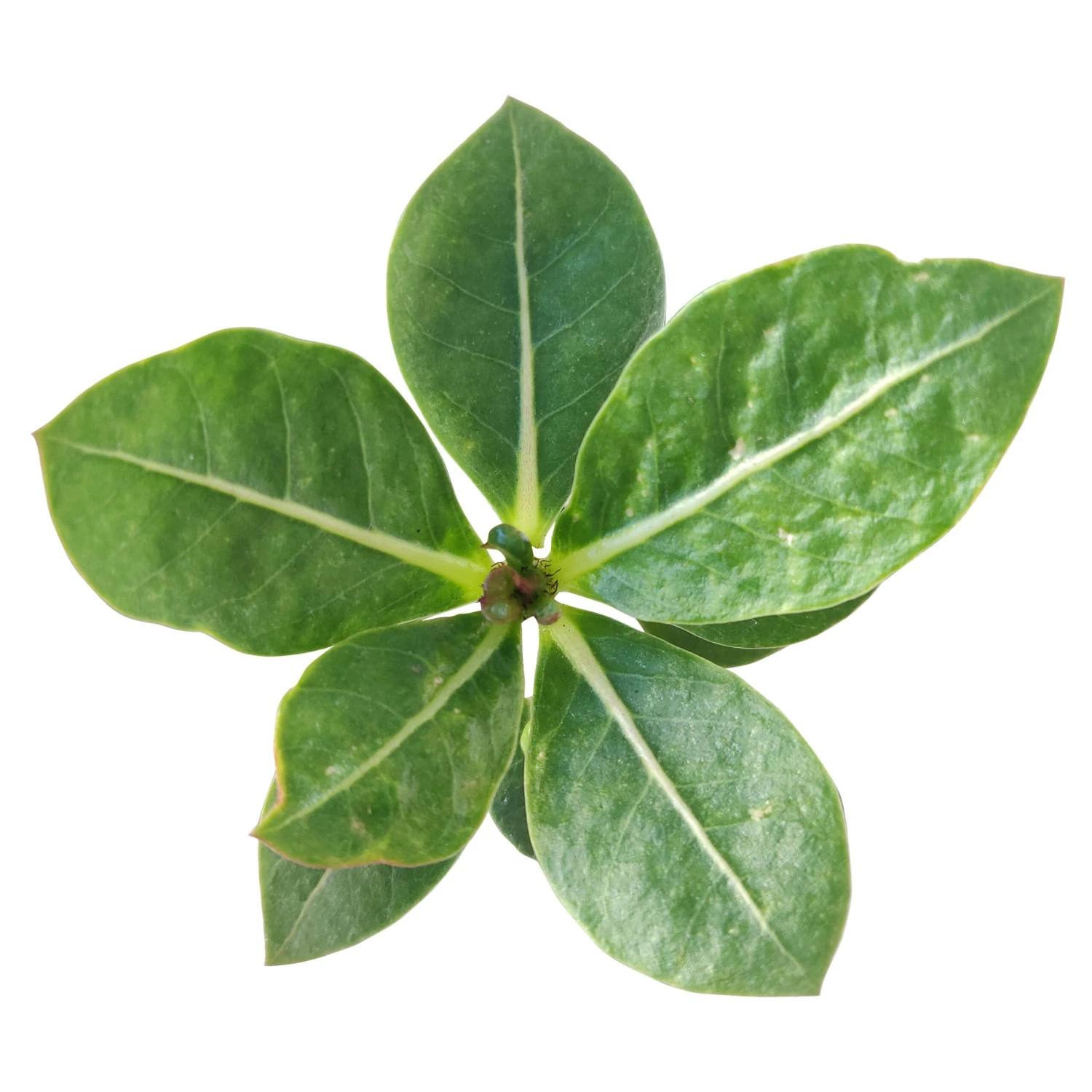 Adenium Obesum 'Shada' - Image 5