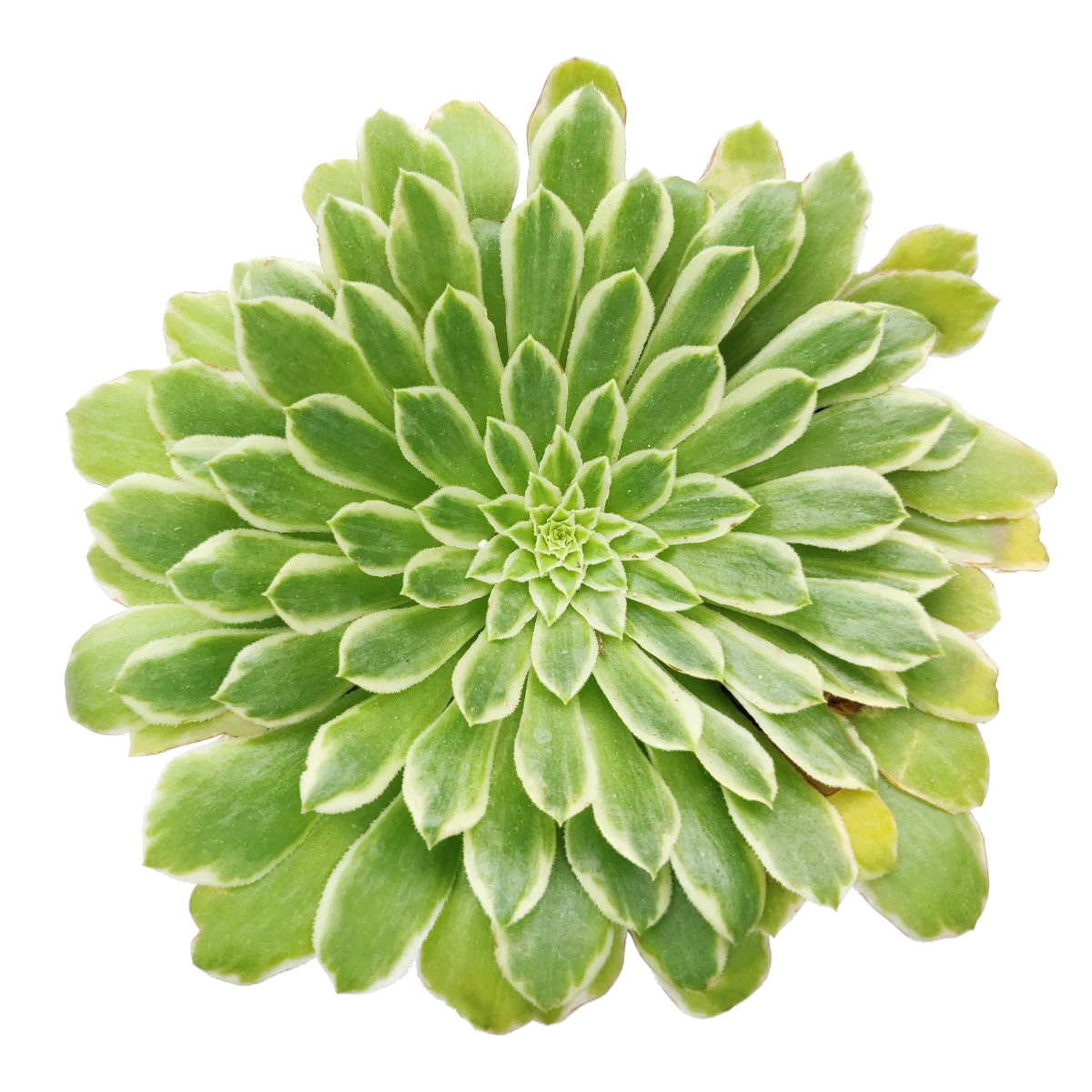 Aeonium Emerald Ice - Image 2