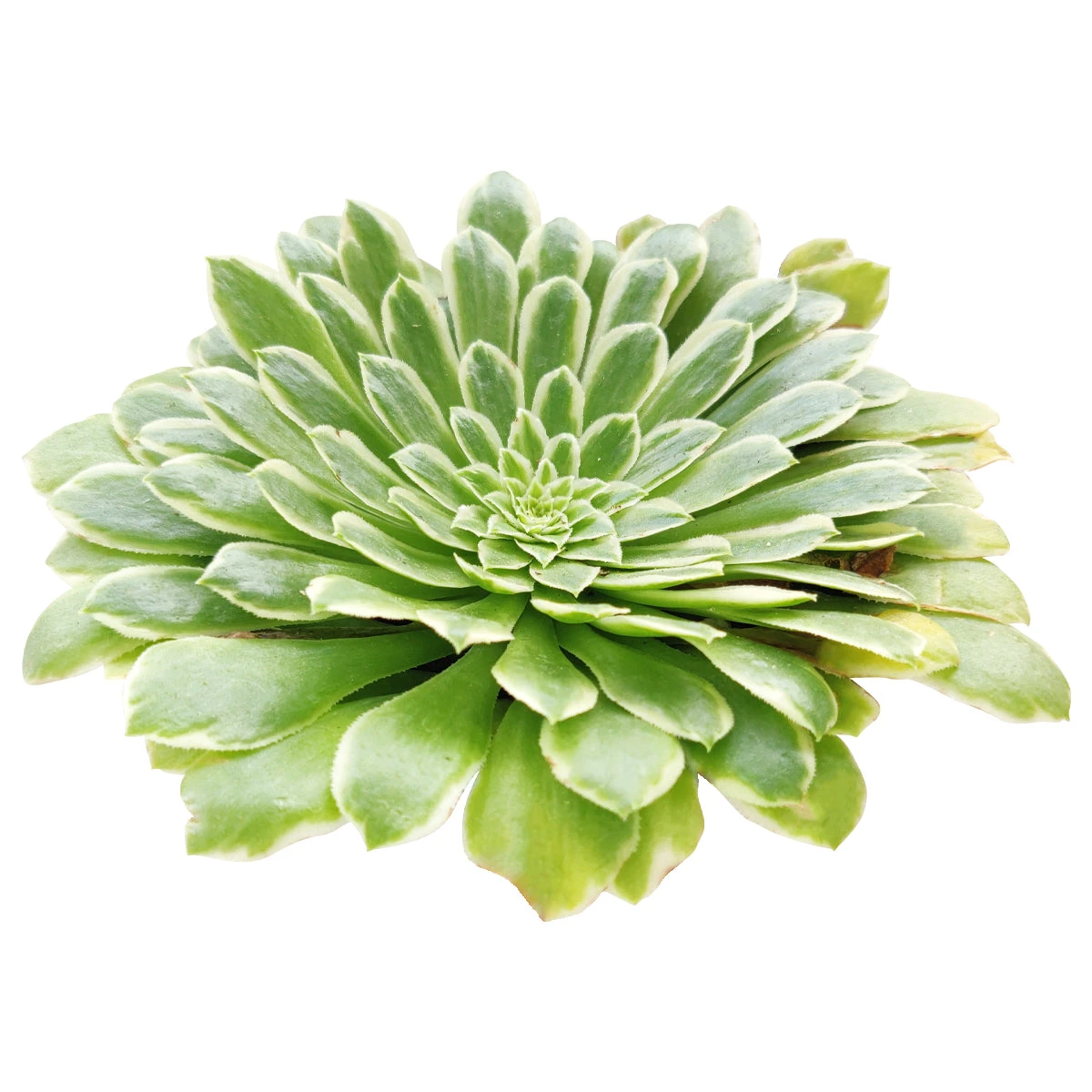 Aeonium Emerald Ice - Image 4