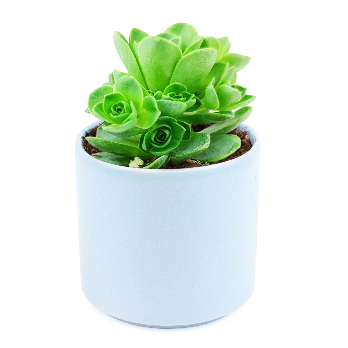 Aeonium Aureum Green Mountain Rose - Image 7