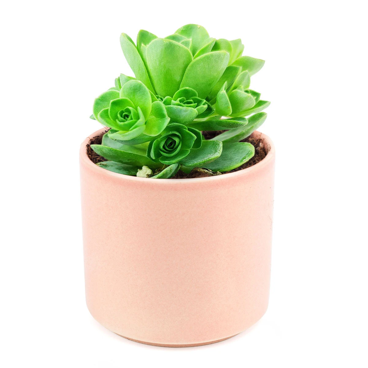 Aeonium Aureum Green Mountain Rose - Image 8