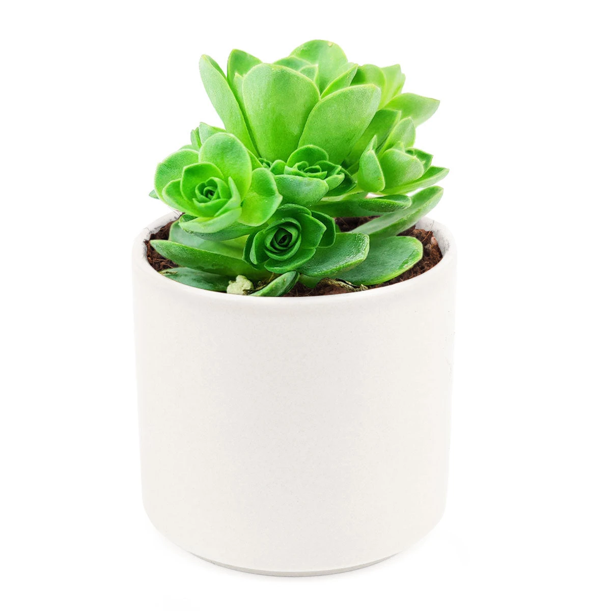 Aeonium Aureum Green Mountain Rose - Image 9