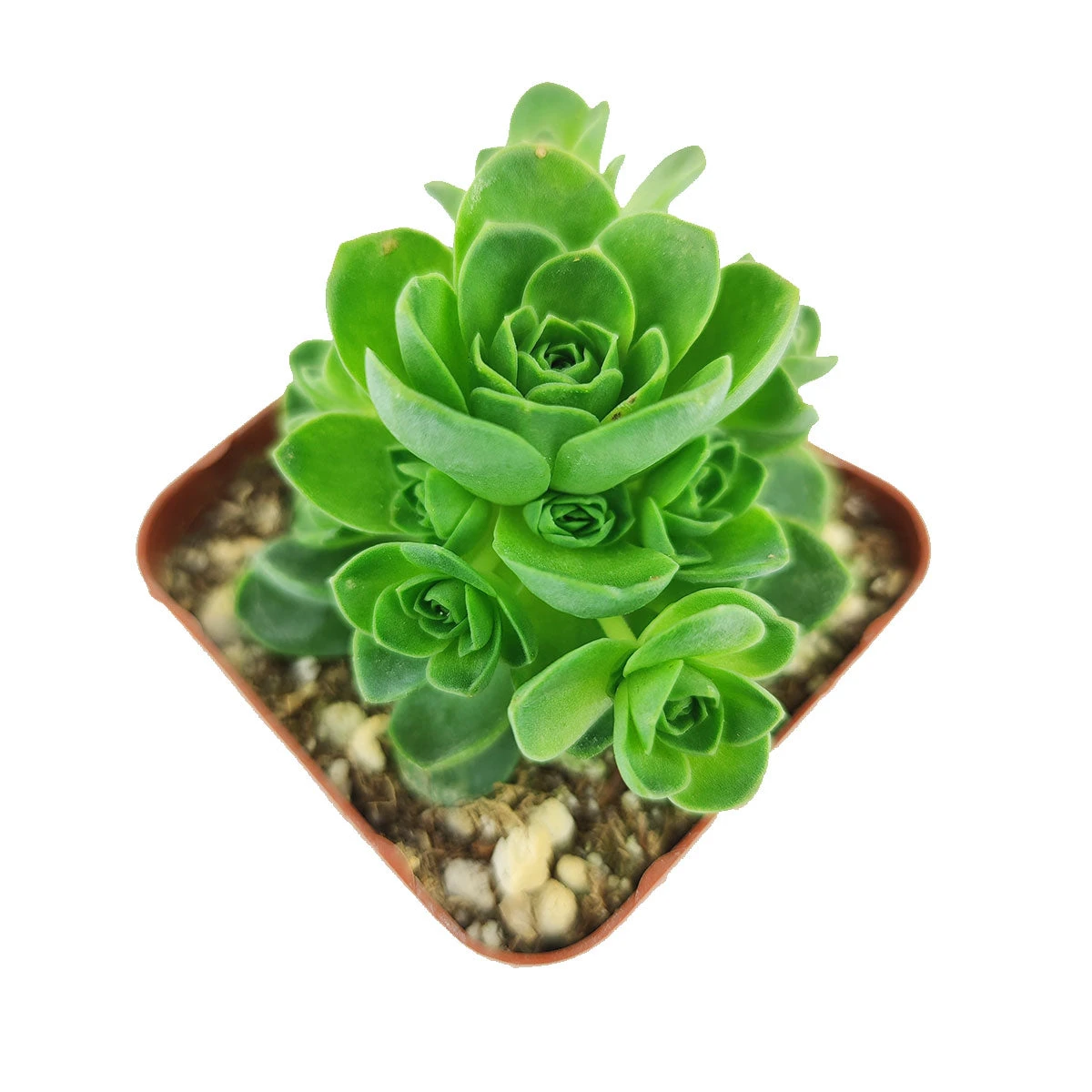 Aeonium Aureum Green Mountain Rose - Image 6