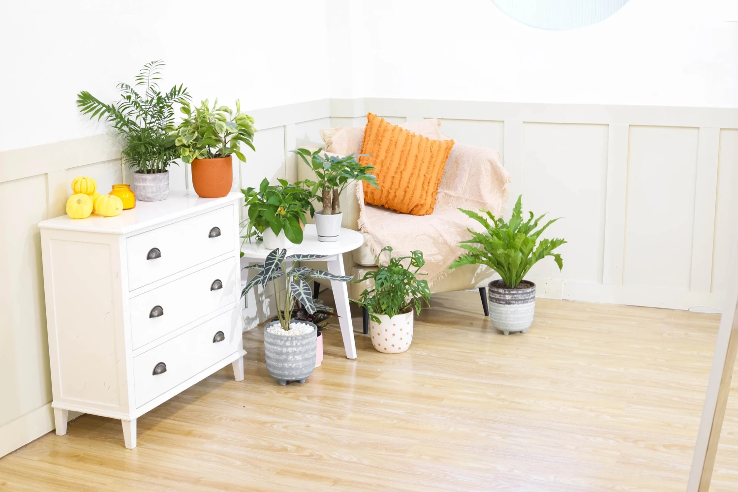 Monstera Adansonii 'Swiss Cheese' - Image 13