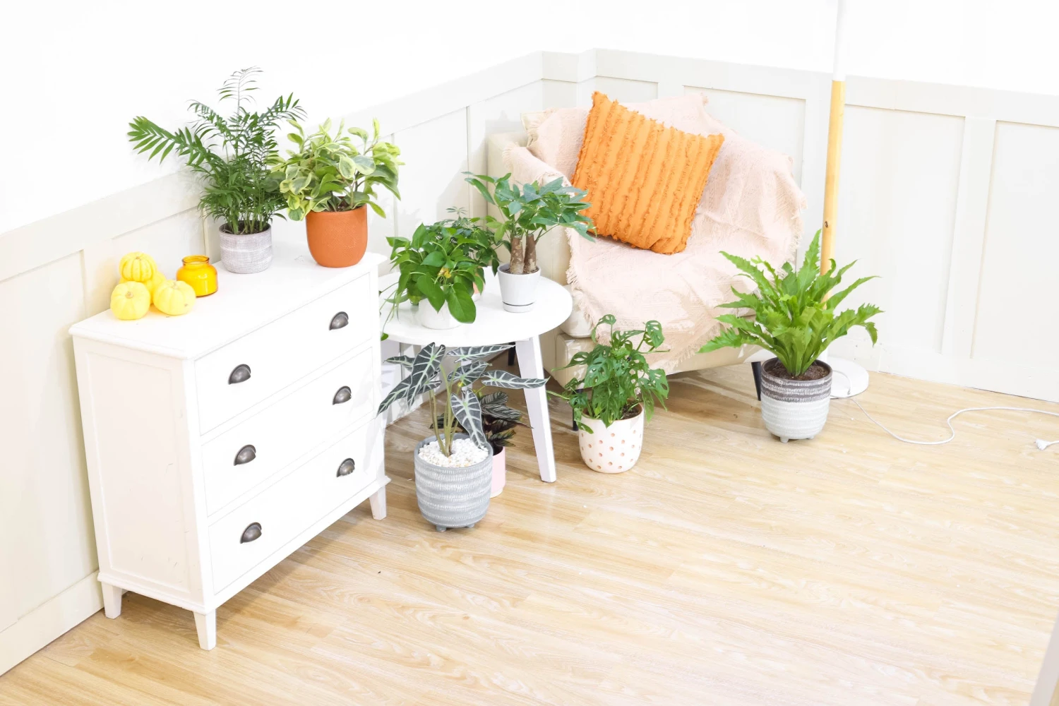 Monstera Adansonii 'Swiss Cheese' - Image 14