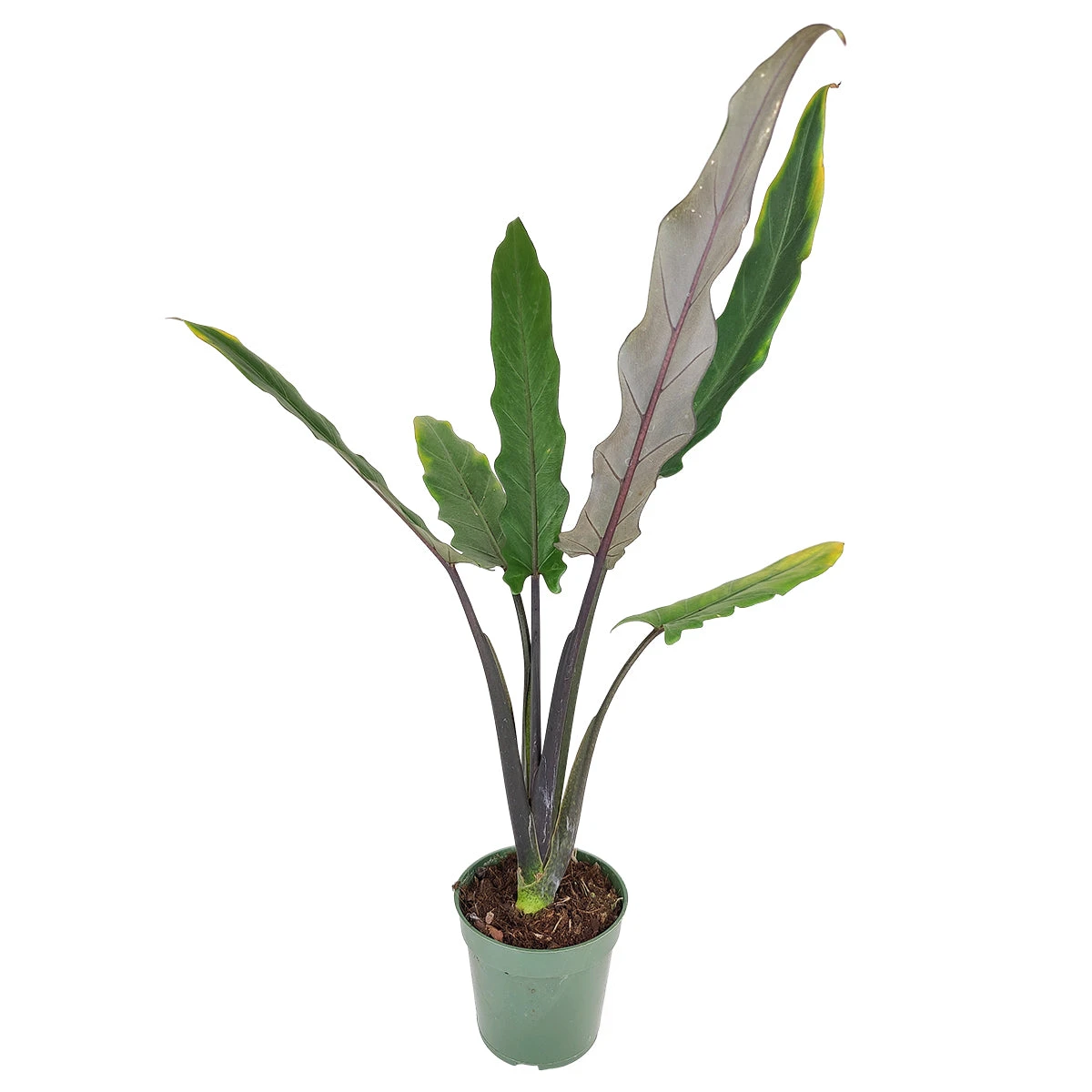 Alocasia Purple Sword - Image 2