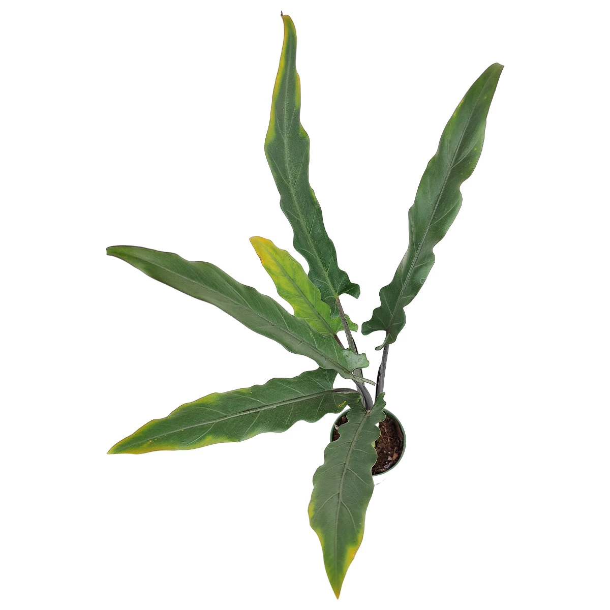 Alocasia Purple Sword - Image 3