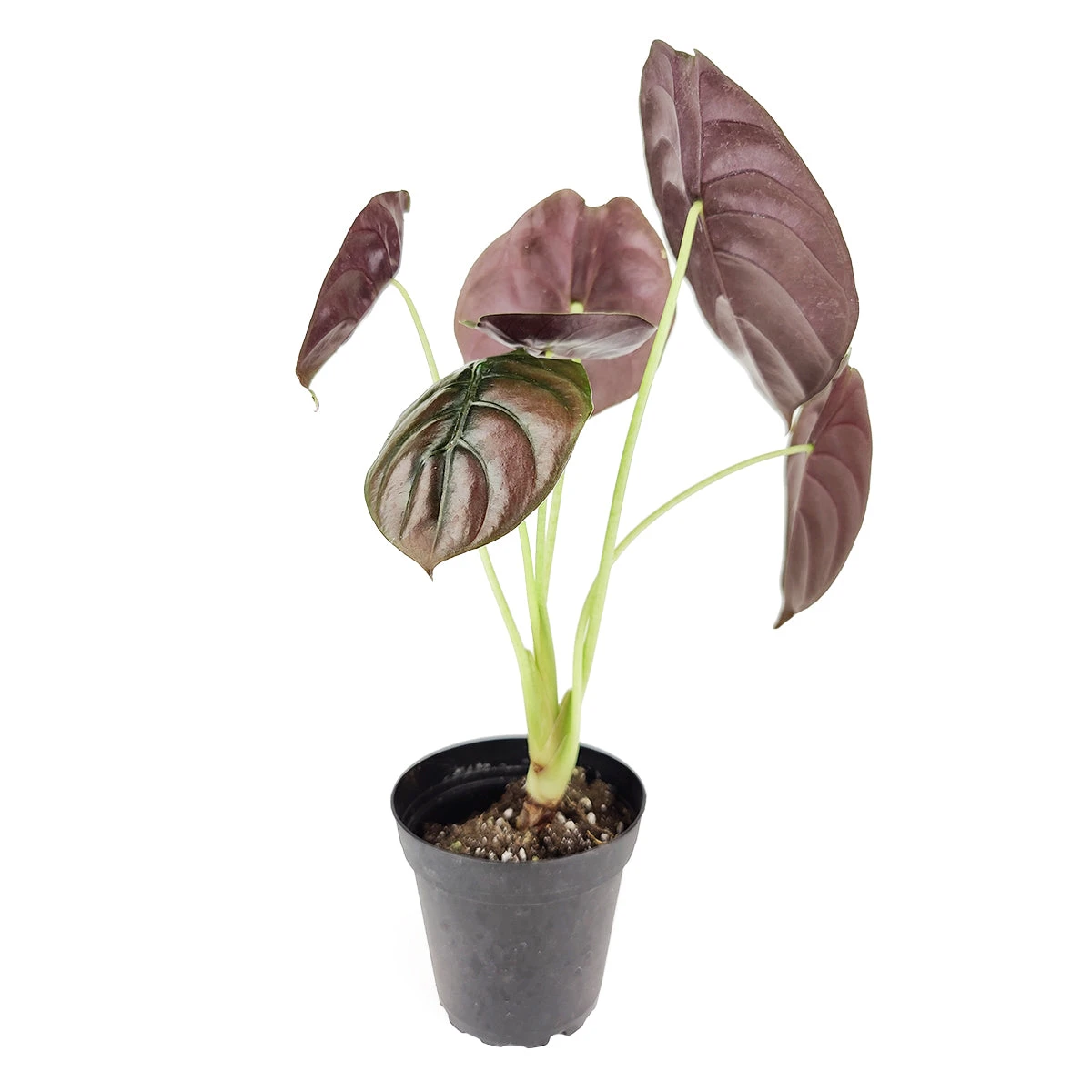 Alocasia Red Secret - Image 2