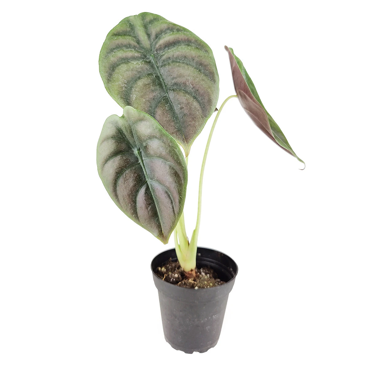 Alocasia Red Secret - Image 4