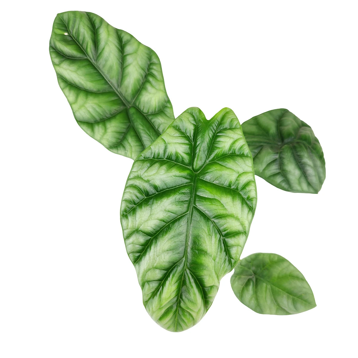 Alocasia Sinuata Quilted Dreams - Image 2