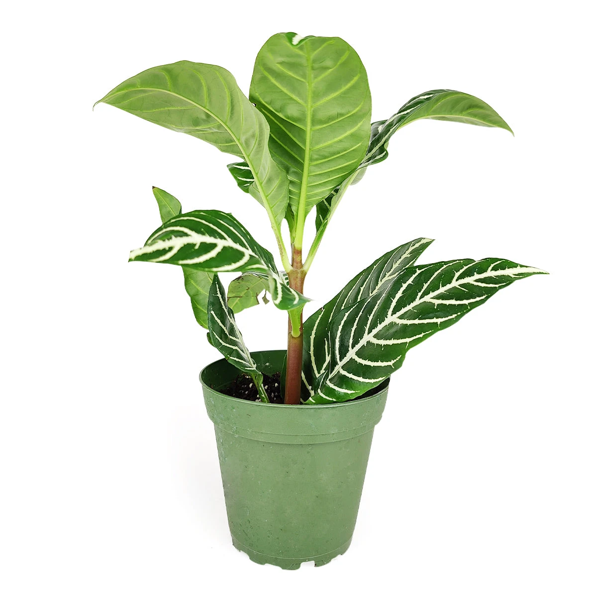 Aphelandra Zebra Plant - Image 2