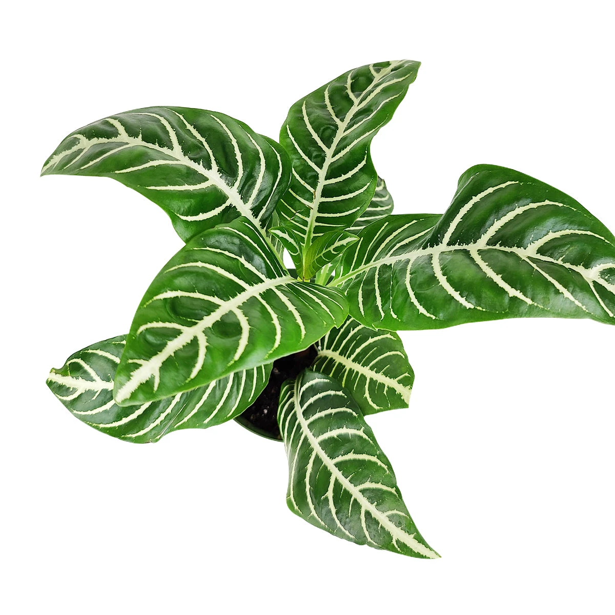 Aphelandra Zebra Plant