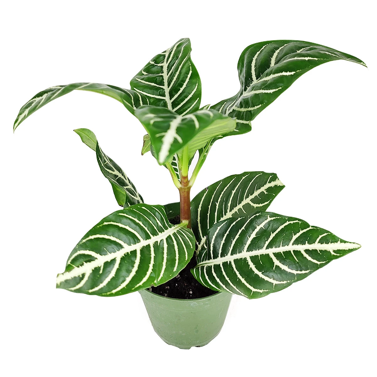 Aphelandra Zebra Plant - Image 4