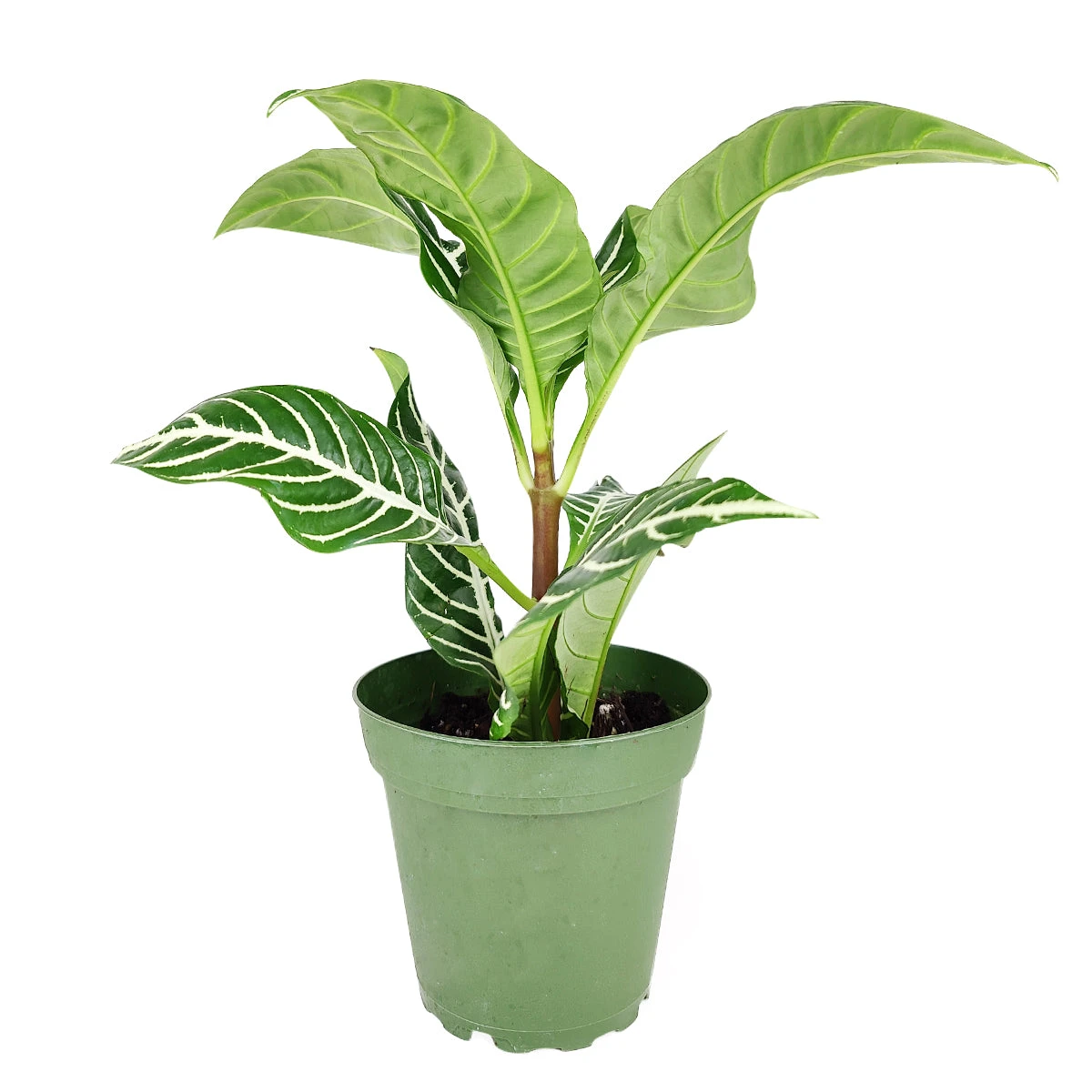Aphelandra Zebra Plant - Image 3