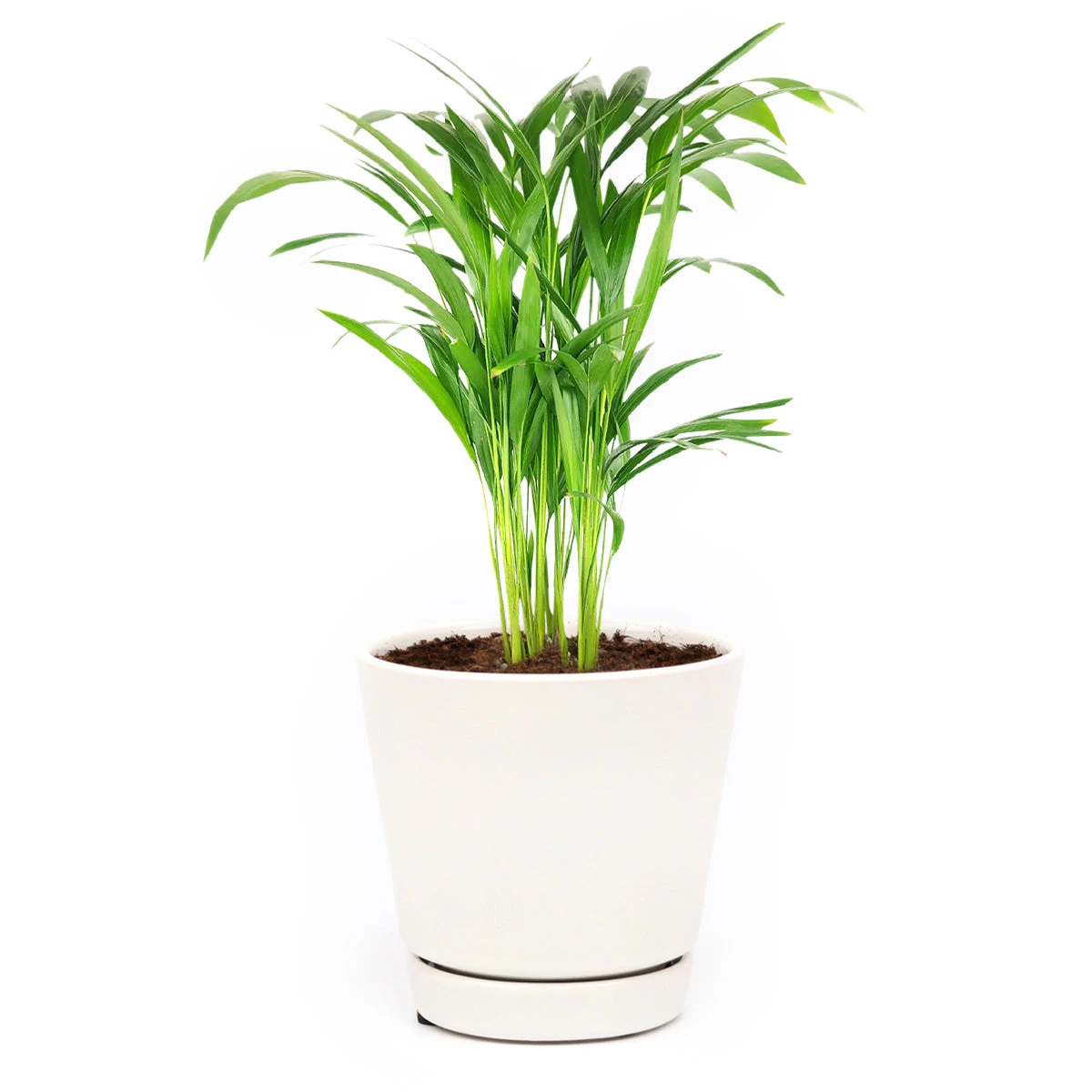 Areca Palm - Image 7