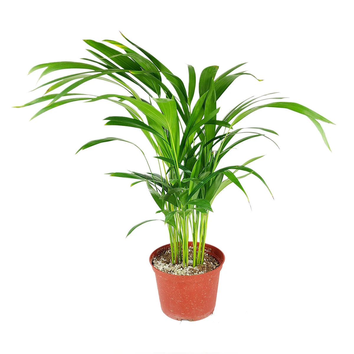 Areca Palm - Image 4