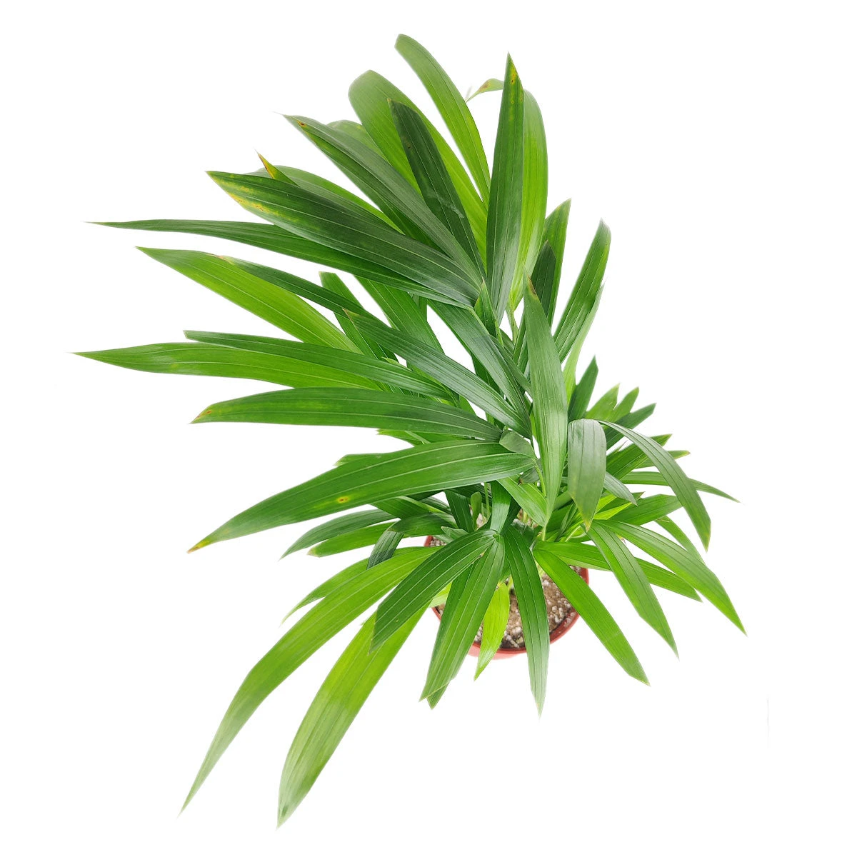 Areca Palm - Image 5
