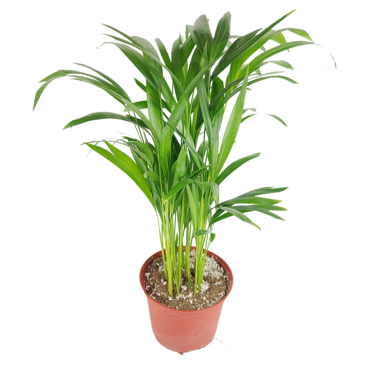 Areca Palm - Image 6