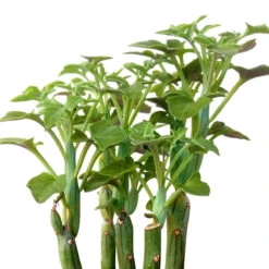 SENECIO Articulatus Candle Plant