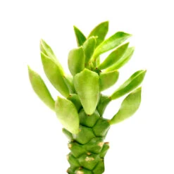 Euphorbia Guentheri Cactus