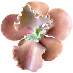 Echeveria Bittersweet