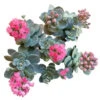 Blue Elf Sedum Sunsparkler