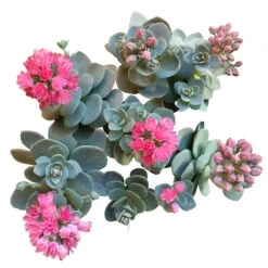 Blue Elf Sedum Sunsparkler