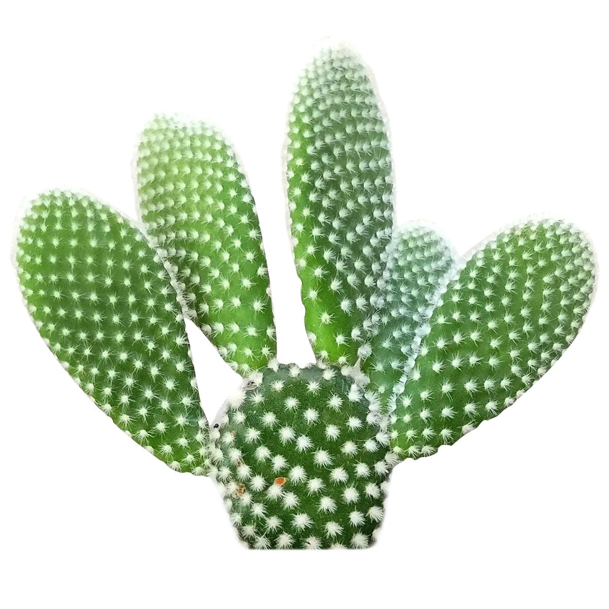 Bunny Ear Cactus - Image 2