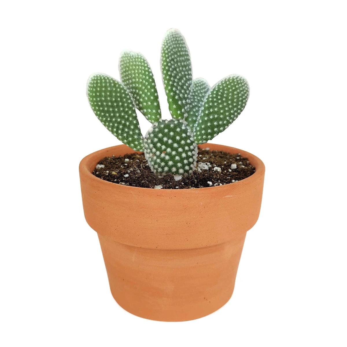 Bunny Ear Cactus - Image 11