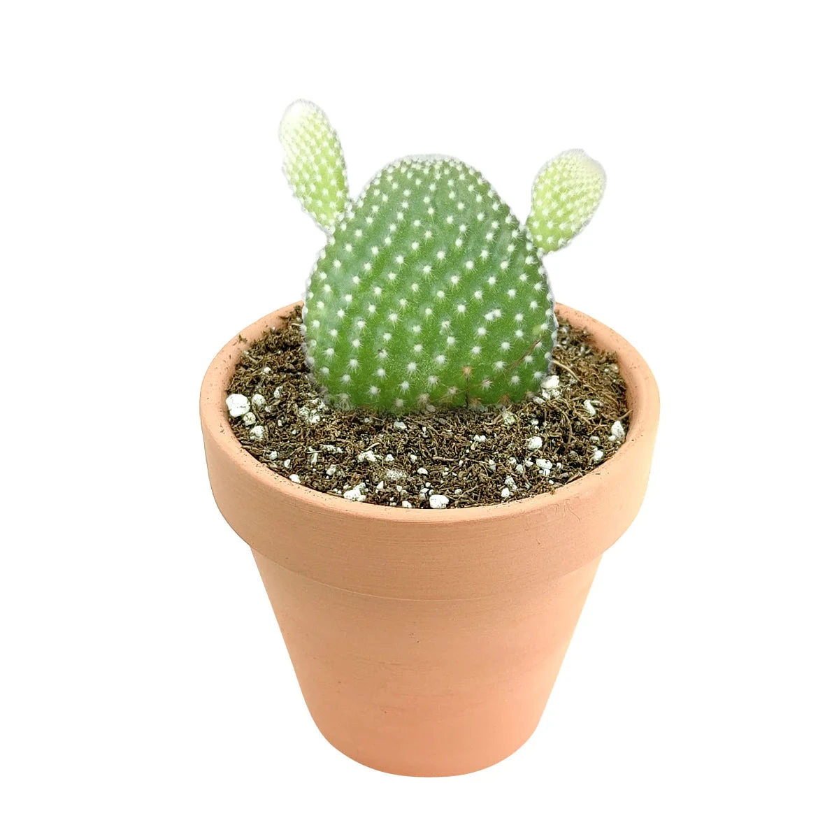 Bunny Ear Cactus - Image 6